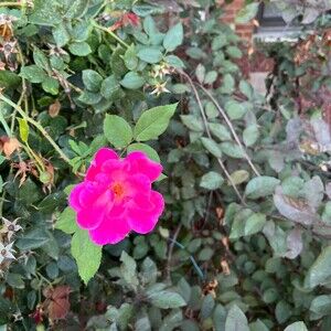 Meet your Posher, Steven